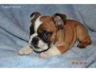 Bulldog Puppy for sale in Athens, TX, USA
