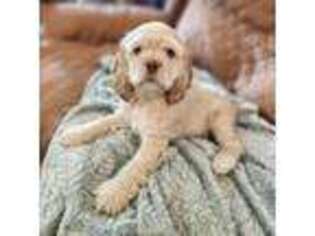 Cocker Spaniel Puppy for sale in Lake Forest, CA, USA