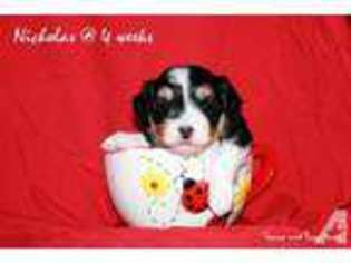 Havanese Puppy for sale in HERALD, CA, USA