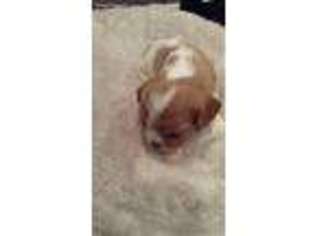 Cavalier King Charles Spaniel Puppy for sale in Laurel, MS, USA