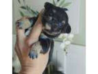 Chihuahua Puppy for sale in North East, MD, USA