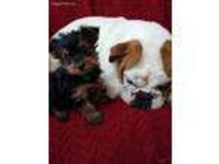 Yorkshire Terrier Puppy for sale in Pottstown, PA, USA