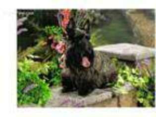 Scottish Terrier Puppy for sale in Oak Harbor, OH, USA