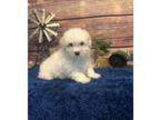 Maltese Puppy for sale in Royse City, TX, USA