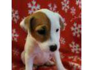 Jack Russell Terrier Puppy for sale in La Quinta, CA, USA