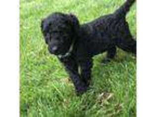 Labradoodle Puppy for sale in Peoria, IL, USA