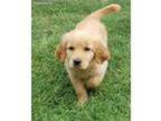 Golden Retriever Puppy for sale in Rockwall, TX, USA