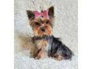 Yorkshire Terrier Puppy for sale in Belgrade, MN, USA