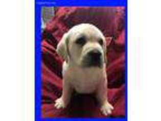 Labrador Retriever Puppy for sale in Blacksburg, VA, USA