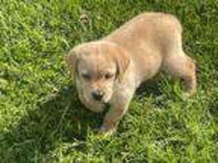 Labrador Retriever Puppy for sale in Indianapolis, IN, USA