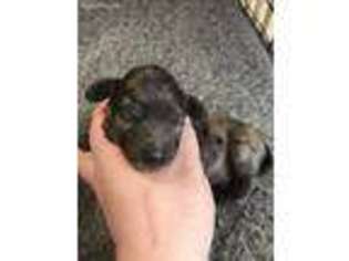 Dachshund Puppy for sale in Wray, GA, USA