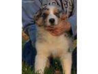 Australian Shepherd Puppy for sale in Mc Bain, MI, USA