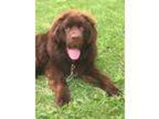 Newfoundland Puppy for sale in Williamsport, PA, USA
