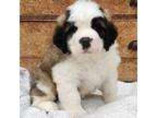 Saint Bernard Puppy for sale in Kewaunee, WI, USA