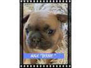 French Bulldog Puppy for sale in Indio, CA, USA
