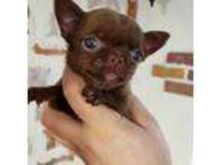 Chihuahua Puppy for sale in Saint Petersburg, FL, USA