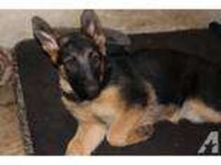 German Shepherd Dog Puppy for sale in SNOHOMISH, WA, USA