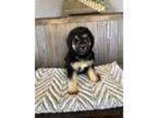 Labradoodle Puppy for sale in Columbus Grove, OH, USA