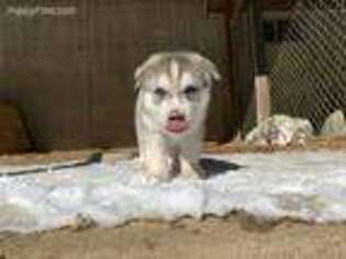Siberian Husky Puppy for sale in Golden, CO, USA