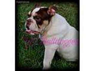 Bulldog Puppy for sale in North Augusta, SC, USA