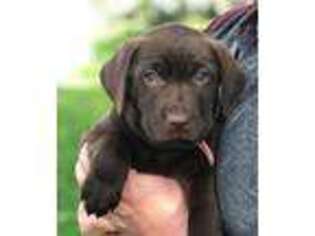 Labrador Retriever Puppy for sale in Salisbury, PA, USA