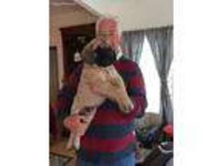 Mastiff Puppy for sale in Dayton, TX, USA