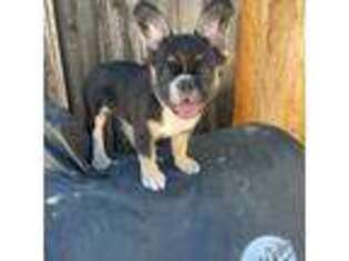 French Bulldog Puppy for sale in Vallejo, CA, USA