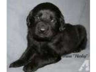 Labradoodle Puppy for sale in CRARY, ND, USA