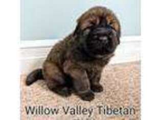 Tibetan Mastiff Puppy for sale in Gouverneur, NY, USA