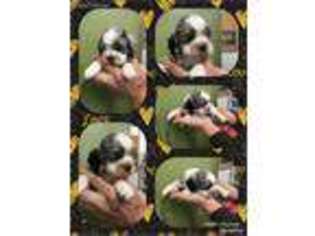 Cocker Spaniel Puppy for sale in Clifton, KS, USA