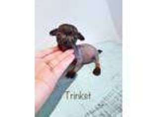 Chinese Crested Puppy for sale in Tampa, FL, USA
