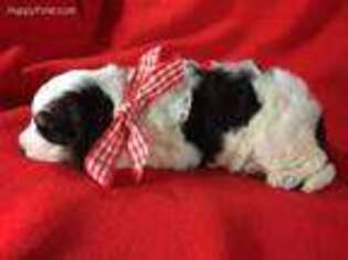 Mutt Puppy for sale in Anza, CA, USA