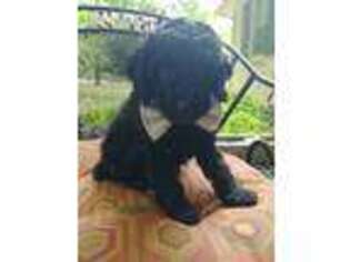 Labradoodle Puppy for sale in Nunnelly, TN, USA