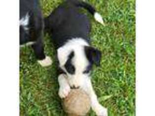 Border Collie Puppy for sale in Clinton, MO, USA