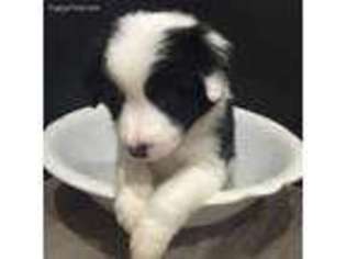 Border Collie Puppy for sale in Centerburg, OH, USA