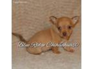 Chihuahua Puppy for sale in Roanoke, VA, USA