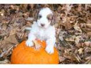 Mutt Puppy for sale in Payson, UT, USA