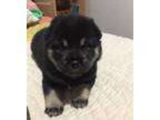 Shiba Inu Puppy for sale in Anchorage, AK, USA