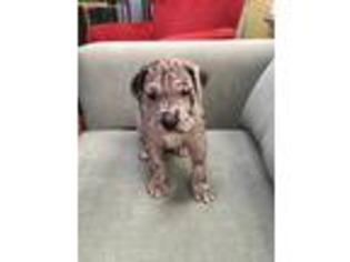 Mastiff Puppy for sale in Sparks, NV, USA