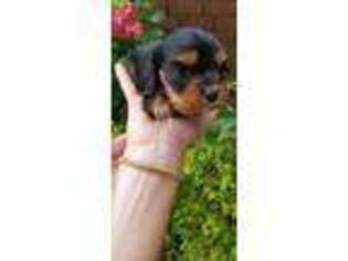 Cavalier King Charles Spaniel Puppy for sale in Farmerville, LA, USA