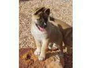 Akita Puppy for sale in Pahrump, NV, USA