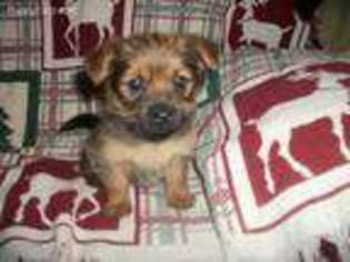 Yorkshire Terrier Puppy for sale in Plymouth, WI, USA