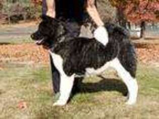 Akita Puppy for sale in Grants Pass, OR, USA