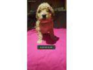 Goldendoodle Puppy for sale in Shawnee, OK, USA