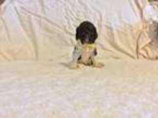 Mutt Puppy for sale in Dixon, IL, USA
