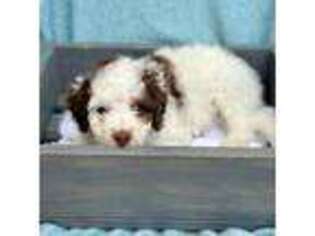 Mutt Puppy for sale in Springboro, OH, USA