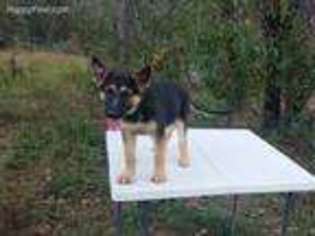 German Shepherd Dog Puppy for sale in Floral City, FL, USA