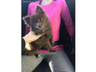 Pomeranian Puppy for sale in Mabank, TX, USA