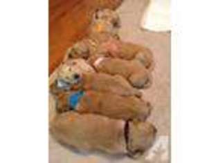 Golden Retriever Puppy for sale in CHESNEE, SC, USA