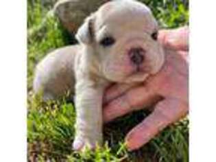 Bulldog Puppy for sale in Grantsville, UT, USA